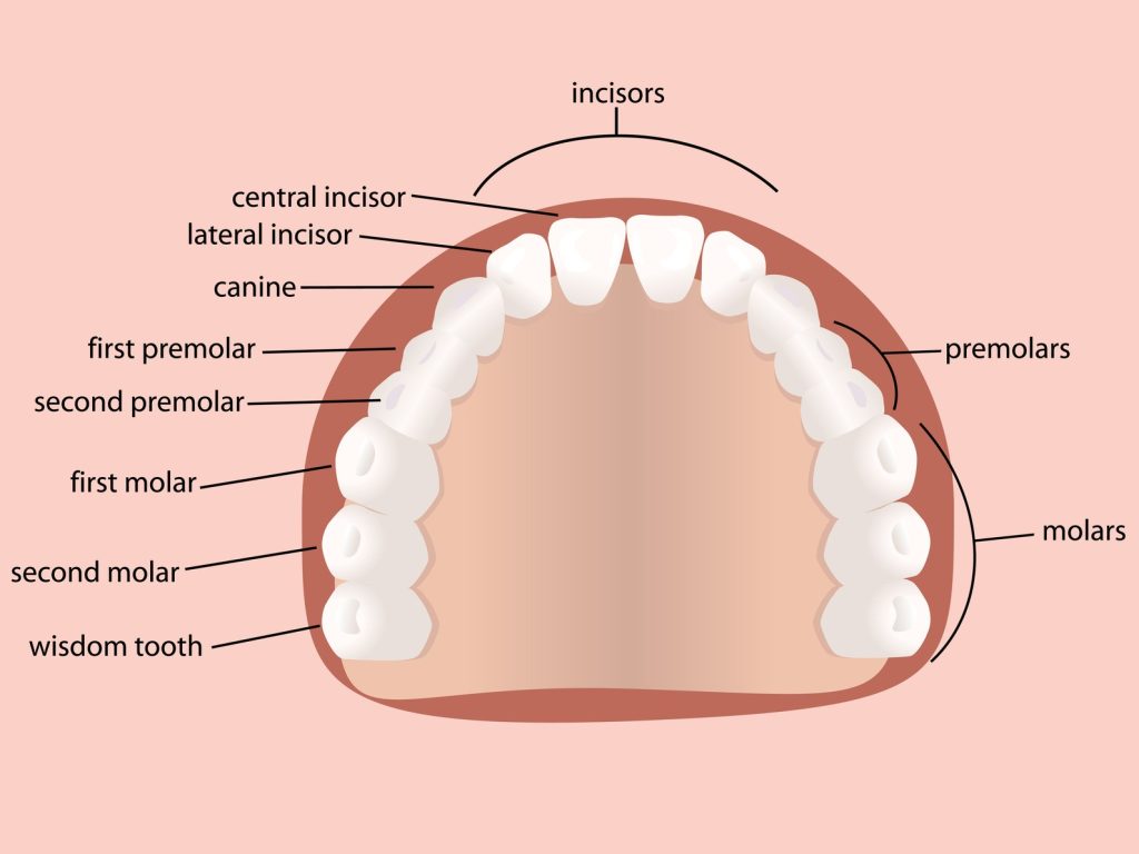 Why Does Wisdom Tooth Pain Come and Go? Understanding the Causes and Treatment Options
